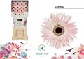 Гербера-Gerbera-Gs Gerspider Cupido Diamond X45-50cm 74ce92b2-4831-11f0-0a80-07290027c218