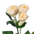 Роза куст-Rosa sp-Darlington-50cm-RS 74d0fb8c-650c-11ee-0a80-038d005f3e1e