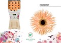 Гербера-Gerbera-Gs Gerspider Harmony Diamond X45-50cm 74d12fa7-4831-11f0-0a80-07290027c21b