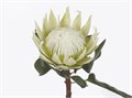 Протея-Protea-Cy Lei Momi-60cm 74d76b19-4831-11f0-0a80-07290027c21e