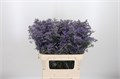 Лимониум-Limonium-Saf Classic Blue-80cm--70gr 74df56c1-86e4-11ee-0a80-098d002ad2ce