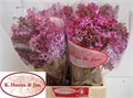 Сирень-Syringia-Hy Esther Staley-60cm 74e3e309-bfa5-11ec-0a80-0b4c0007ef01