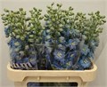 Дельфиниум-Delphinium-Du Ov-80cm 74fa526e-4831-11f0-0a80-07290027c221