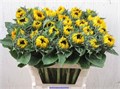Подсолнух-Helianthus-Premier Orange-80cm 7507dae5-4831-11f0-0a80-07290027c227