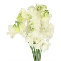 Латирус-Lathyrus-Parfum Cream-50cm 750a9347-4831-11f0-0a80-07290027c22a