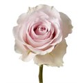 Роза-Rosa-Remembrance-60cm--Uu 750fdb78-bea1-11ef-0a80-107f0004cf46