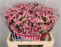 Лимониум-Limonium-S Peach Wings-60cm-50gr 751516f1-4831-11f0-0a80-07290027c22d
