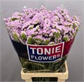 Лимониум-Limonium-S Sera Sun Birds-80cm-55gr 75198046-4831-11f0-0a80-07290027c230