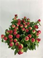 Пион-Peony-Paula Fay-60cm--CE 751afd75-1c7b-11f0-0a80-05ee00007401