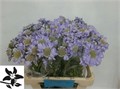 Скабиоза-Scabiosa-C Midsumm Sky-60cm 752067e1-4831-11f0-0a80-07290027c233