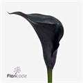 Калла-Zantedechia-Escape-65cm 752ef4ad-4831-11f0-0a80-07290027c236