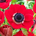 Анемон-Anemone-Red-40cm-IS 75304047-2e83-11ef-0a80-151f000201ff