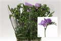 Фрезия-Freesia-En Delta River-54cm-24gr 7533f9ca-ab3e-11f0-0a80-0c07001465da