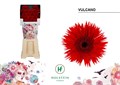 Гербера-Gerbera-Ms Gerspider Vulcano Diamond X80-50cm 7541b6dd-ab3e-11f0-0a80-0c07001465dd
