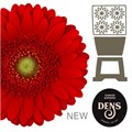 Гербера-Gerbera-Germini Chili Diamond-50cm 754468a0-ab3e-11f0-0a80-0c07001465e0