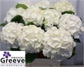 Гортензия-Hydrangea-M Ch Whi Verena-80cm 754709af-4831-11f0-0a80-07290027c23f