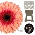 Гербера-Gerbera-Germini Tiptop Diamond-50cm 75472fa3-ab3e-11f0-0a80-0c07001465e3