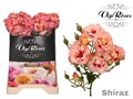 Роза куст-Rosa tr-Shiraz!-40cm 0ca8b230-0376-11ed-0a80-0636003af634