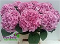 Гортензия-Hydrangea-M My Vienna-90cm 754f501d-4831-11f0-0a80-07290027c242