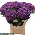 Гортензия-Hydrangea-M Ch Mon Amo Pa-80cm 7551fe42-4831-11f0-0a80-07290027c245