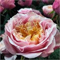 Роза-Rosa-Notting Hill-60cm-CN 755cfa3e-f04b-11ef-0a80-1413000d2f25