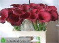 Калла-Zantedechia-Ov - Rose-60cm 7583b64a-ab3e-11f0-0a80-0c07001465e9