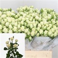 Роза куст-Rоsа sp-Snowflake-60cm 75857ce5-4831-11f0-0a80-07290027c24b