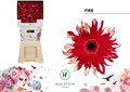 Гербера-Gerbera-Kv Diamond Gerpasta Fire-50cm 0ca9db06-557b-11ee-0a80-020700364f8a