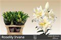 Лилия-Lilium-Or Du Rl Irvana-80cm 758fe219-4831-11f0-0a80-07290027c251
