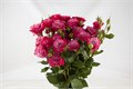 Роза куст-Rosa sp-Kylie-40cm-RS 75966f2d-3a30-11ef-0a80-13aa0000ed2f