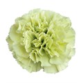 Гвоздика ст-Dianthus st-Goblin-70cm 0cabcd02-bfa4-11ec-0a80-0b4c00069433