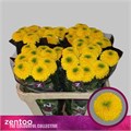 Хризантема одн-Chrysant Gr-Brasiliana-70cm-80cm 75a89807-fa89-11ee-0a80-0d75003b871d