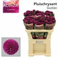 Хризантема одн-Chrysant Gr-Gustav-70cm-75cm 75abc07b-fa89-11ee-0a80-0d75003b8720
