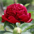 Пион-Paeonia-Red Charm-55cm 75ac14ca-4831-11f0-0a80-07290027c254