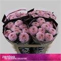 Хризантема одн-Chrysant Gr-Playtime-70cm-85cm 75aebd8e-fa89-11ee-0a80-0d75003b8723
