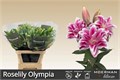 Лилия-Lilium-Or Du Rl Olympia-80cm 75b40ae7-4831-11f0-0a80-07290027c257