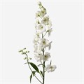 Дельфиниум-Delphinium-El Dewi Siberia White-65cm 75b50390-fa89-11ee-0a80-0d75003b8729