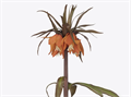 Фритилярия-Fritillaria-Sunset-75cm 75bf7880-fa89-11ee-0a80-0d75003b872f