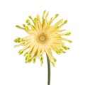 Гербера-Gerbera-Pastini Pistachio Diamond-45cm 75c62e1c-fa89-11ee-0a80-0d75003b8732