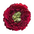Роза-Rosa-Red Eye-40cm--CN 75c7e90b-92a7-11ef-0a80-077f0008ef62