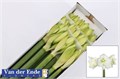 Амариллис-Hippeastrum-Ga Mont Blanc-75cm 75c92985-99f5-11ef-0a80-0fc10015c24f