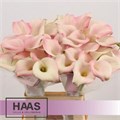 Калла-Zantedechia-Manila-65cm 75ca1f53-bfa4-11ec-0a80-0b4c0006f8f5