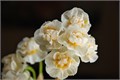 Нарцис-Narcissus-Du Bridal Crown-40cm-30cm 75d0a984-fa89-11ee-0a80-0d75003b8735