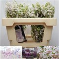Сирень-Syringia-Hy Necker-60cm 75e126ac-bfa5-11ec-0a80-0b4c0007f00e