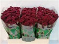 Хризантема сант-Chrysant sant-Jinda Red-55cm-100gr 75e88f98-ab3e-11f0-0a80-0c07001465f1