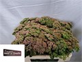 Седум-Sedum-Sp Carl-55cm 75f382b6-bfa5-11ec-0a80-0b4c0007f021