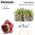 Лизиантус E-Lisianthus E-Bohemian Choco--75cm 75ff034d-0e8f-11ee-0a80-003b0048b31f