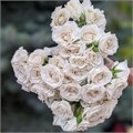 Роза куст-Rosa sp-White Majolica-60cm-PE 76074626-6e82-11ee-0a80-0f6800136203