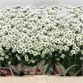 Хризантема сант-Chrysant sant-Mad Lindi Whit-55cm-125gr 76093467-ab3e-11f0-0a80-0c07001465f4