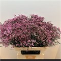 Лимониум-Limonium-Sin Tiffany Diam-70cm-30gr 7617ba20-ab3e-11f0-0a80-0c07001465f7